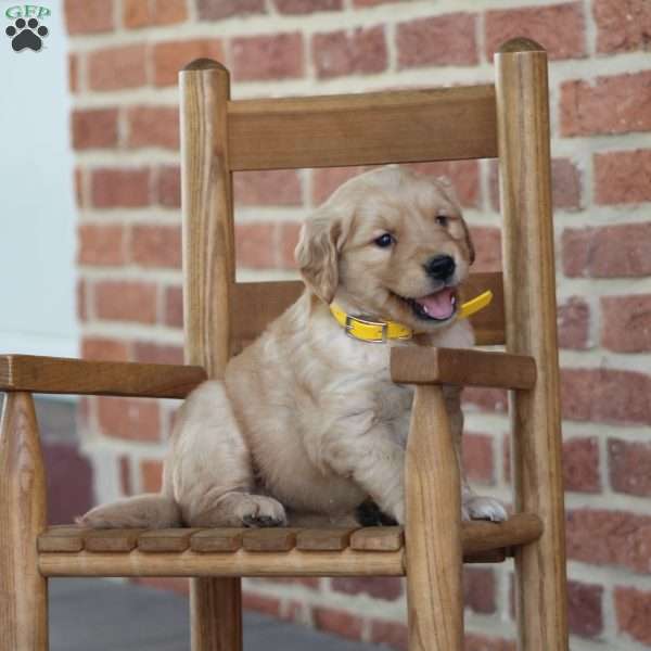 Trixie, Golden Retriever Puppy